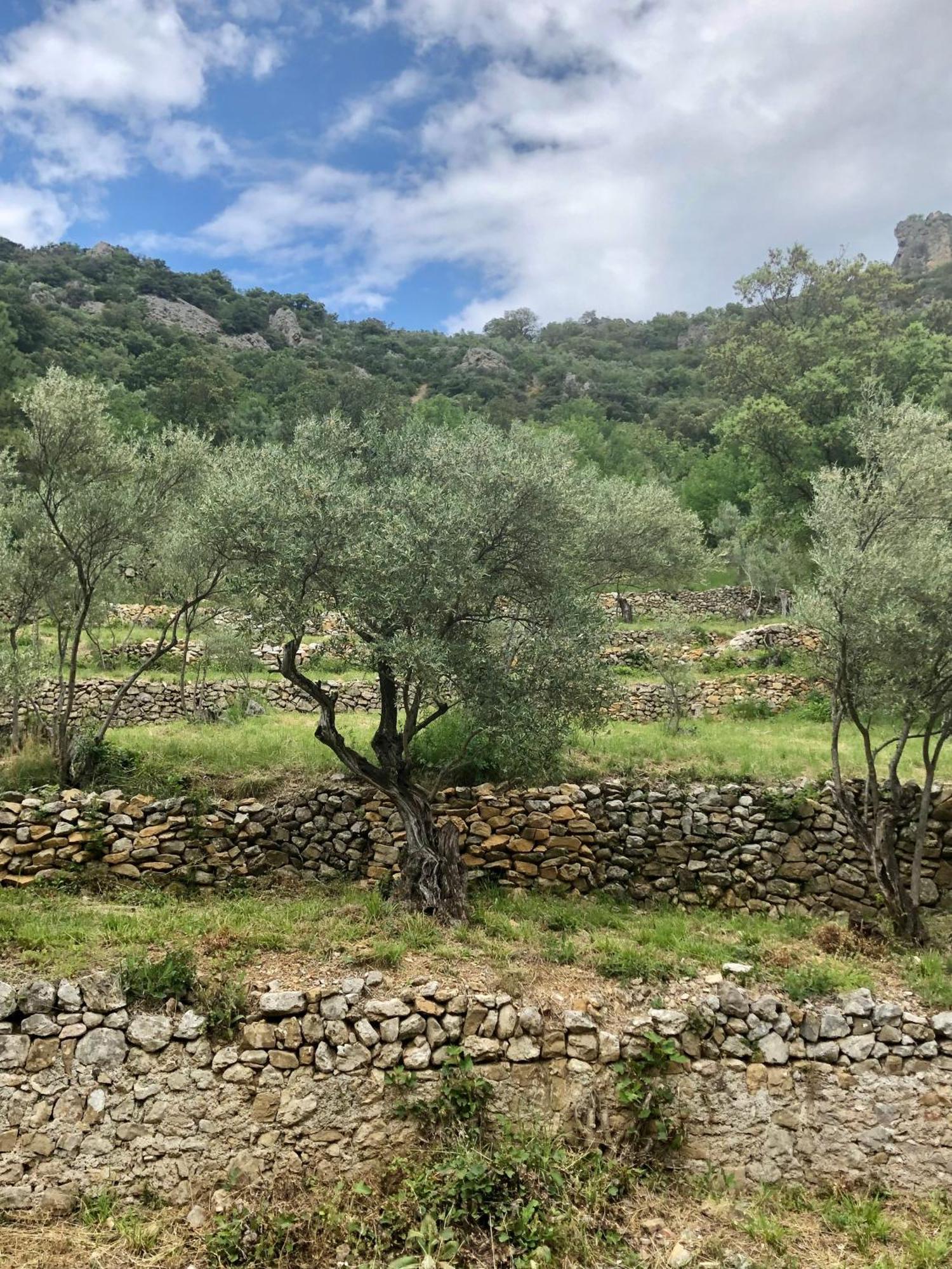 Charmante Maison A Saint Guilhem Le Desert Dış mekan fotoğraf